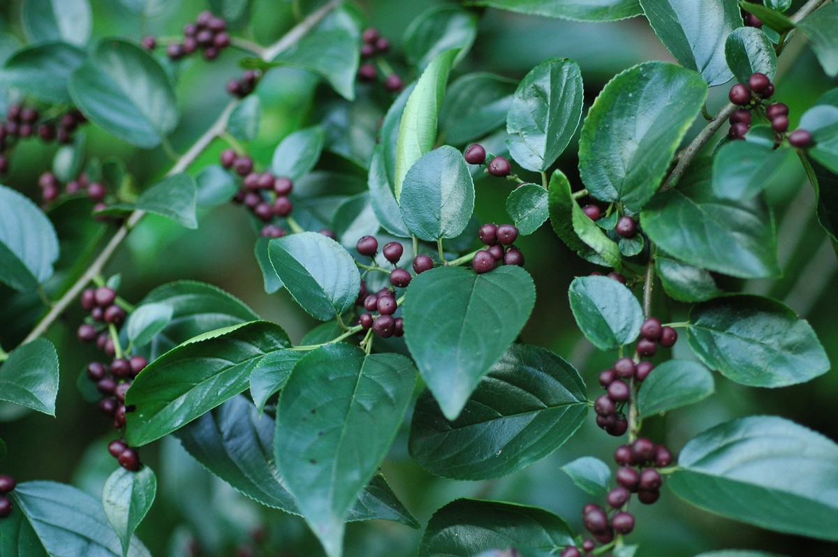 Rhamnus frangula seed