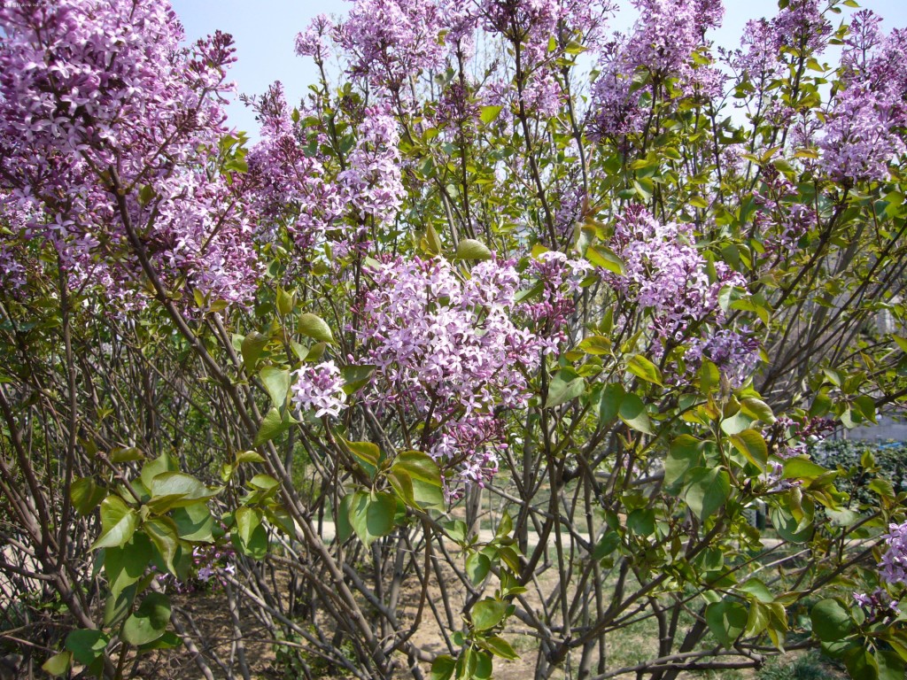 Syringa vulgaris seed