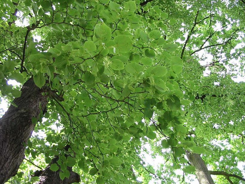 Tilia cordata seed