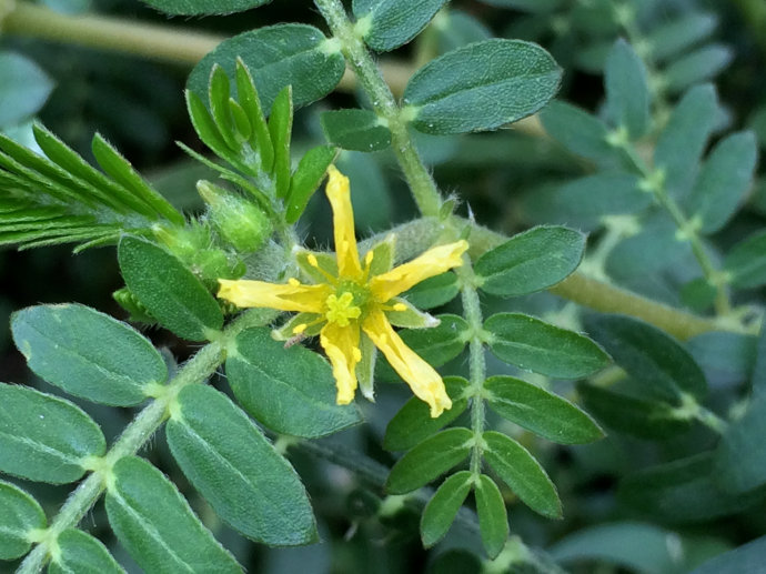 Tribulus terrestris seed