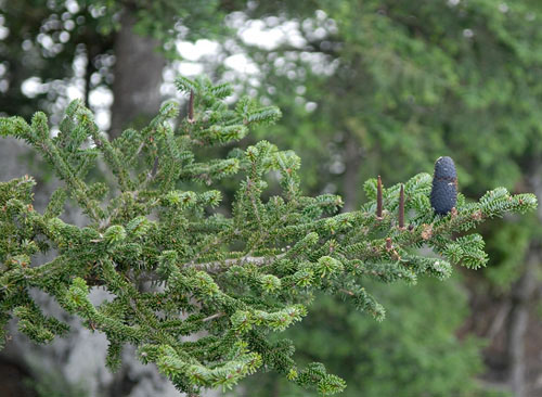 Abies sibirica seed