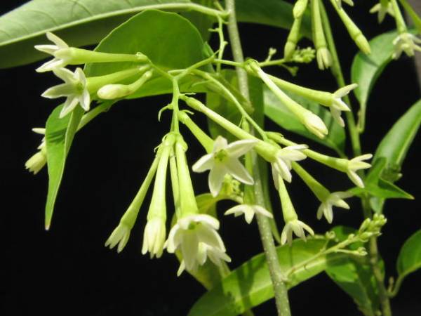 Cestrum nocturnum seed