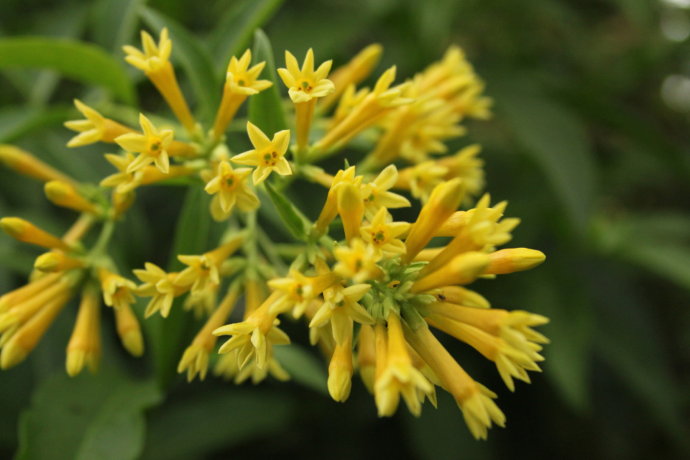 Cestrum parqui seed