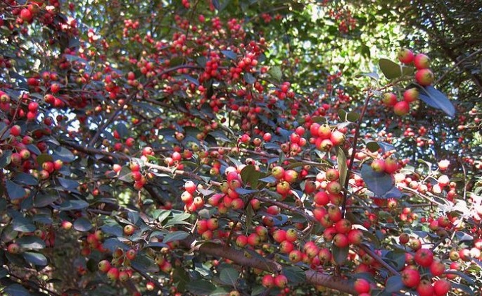 Cotoneaster acutifolius seed