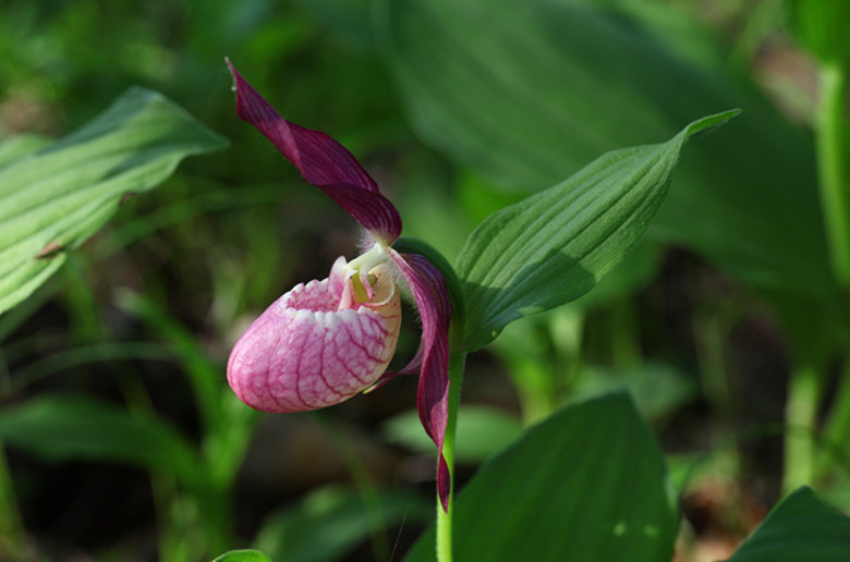 Cypripedium calceolus seed