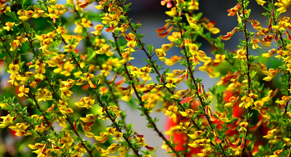 Cytisus scoparius seed