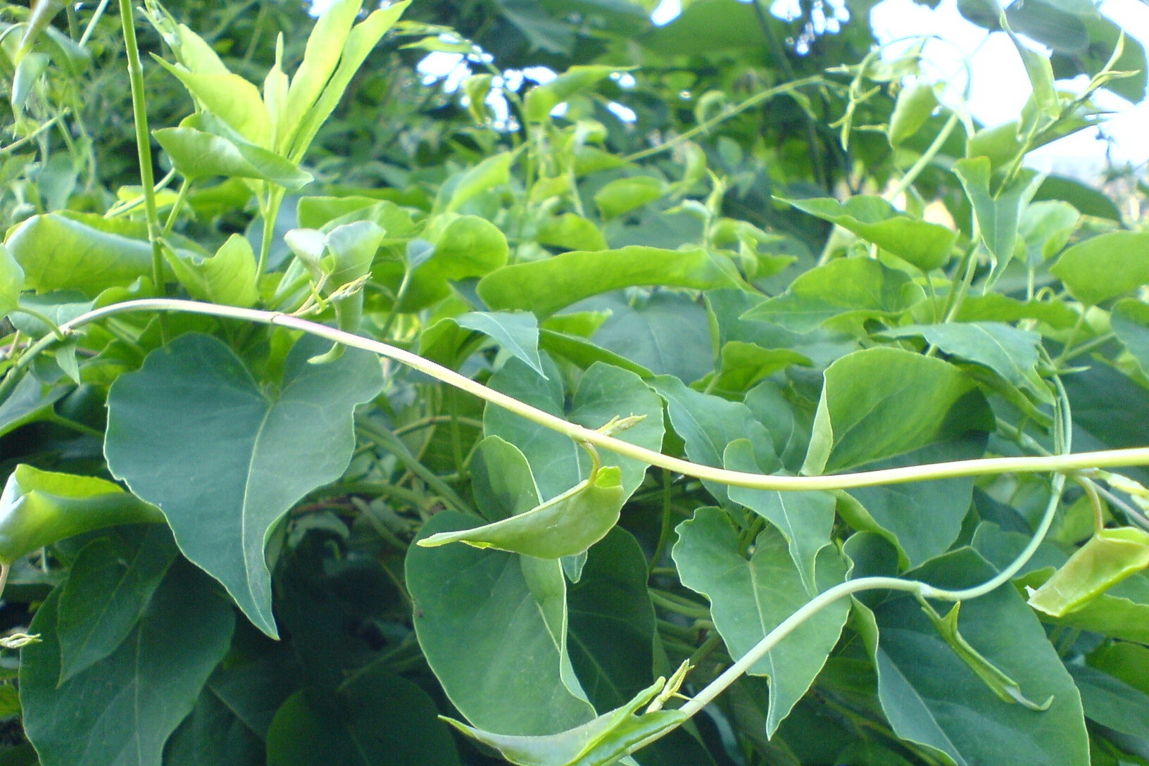 Fallopia multiflora seed