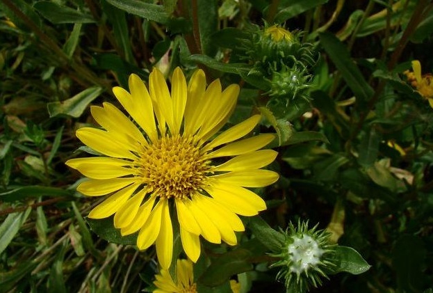 Grindelia camporum seed