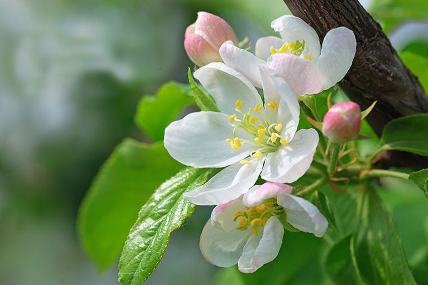 Malus spectabilis seed