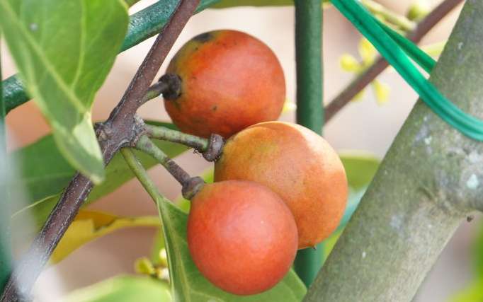 Salacia prinoides seed