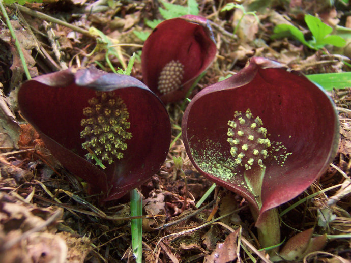 Symplocarpus foetidus seed