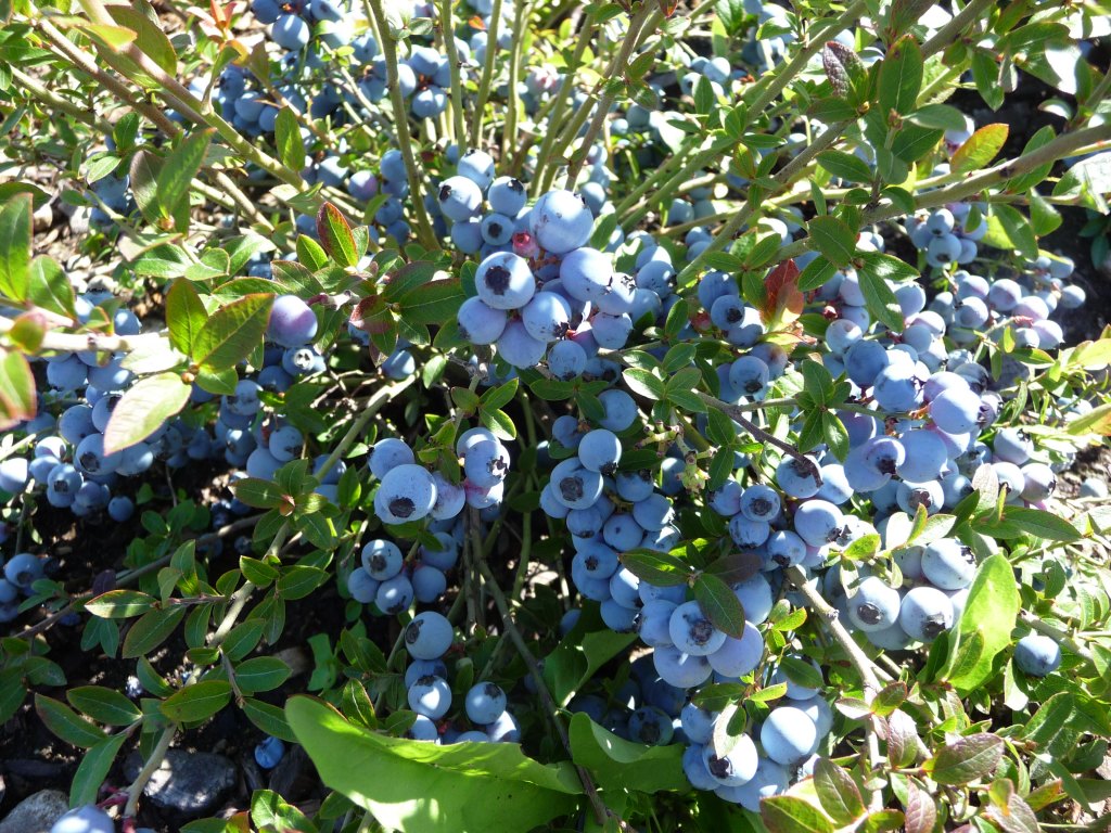 Vaccinium corymbosum seed