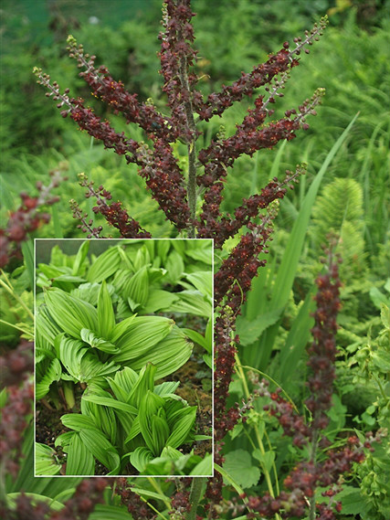 Veratrum nigrum seed