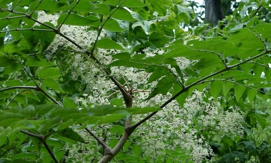 Aralia elata seed