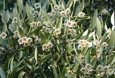 Atherosperma moschatum seed