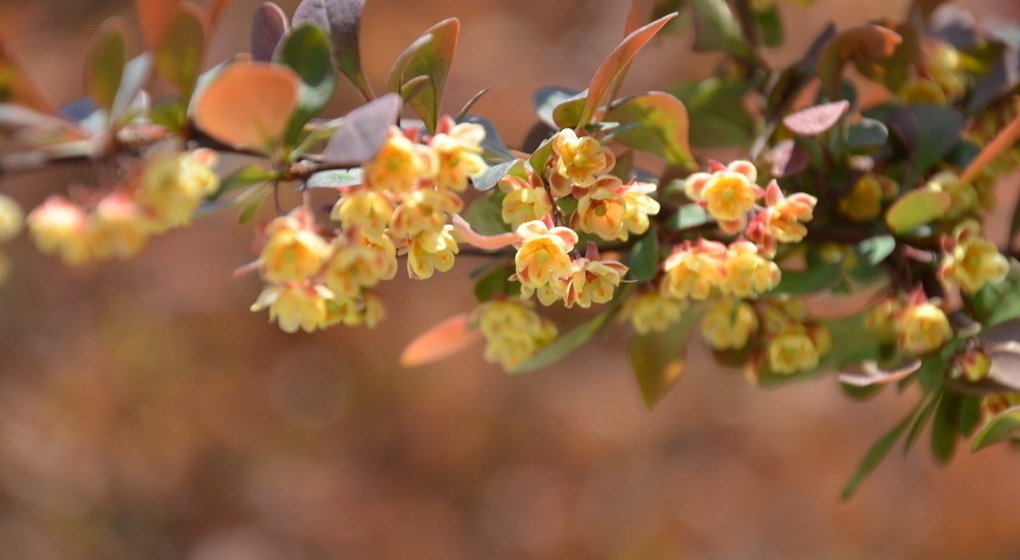 Berberis actinacantha seed