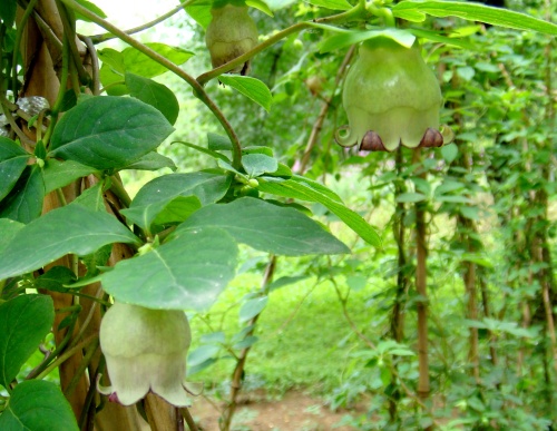 Codonopsis lanceolata seed