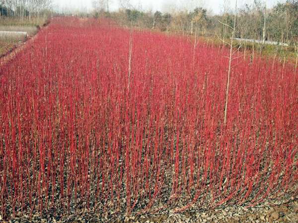 Cornus sanguinea seed