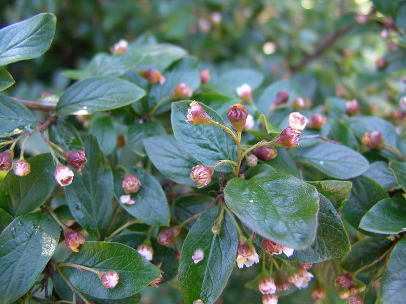 Cotoneaster lucidus seed