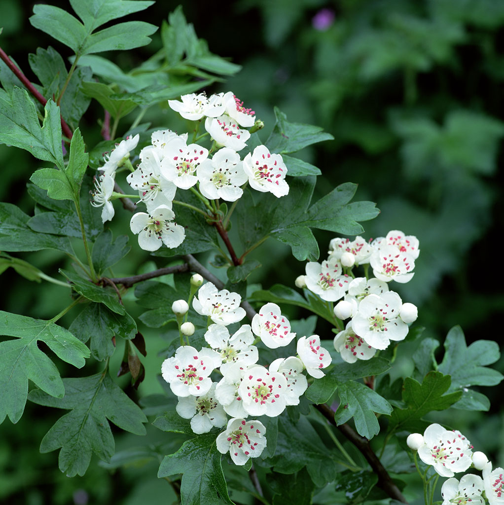 Crataegus monogyna seed