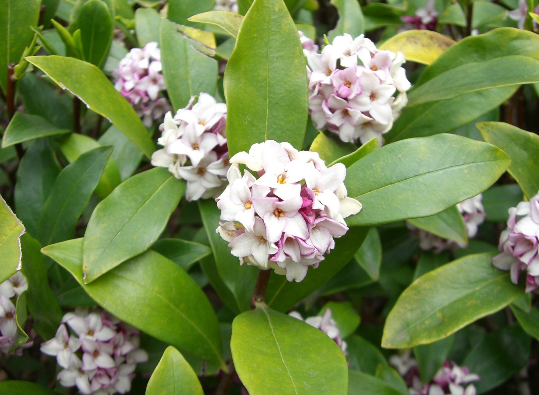 Daphne odora seed