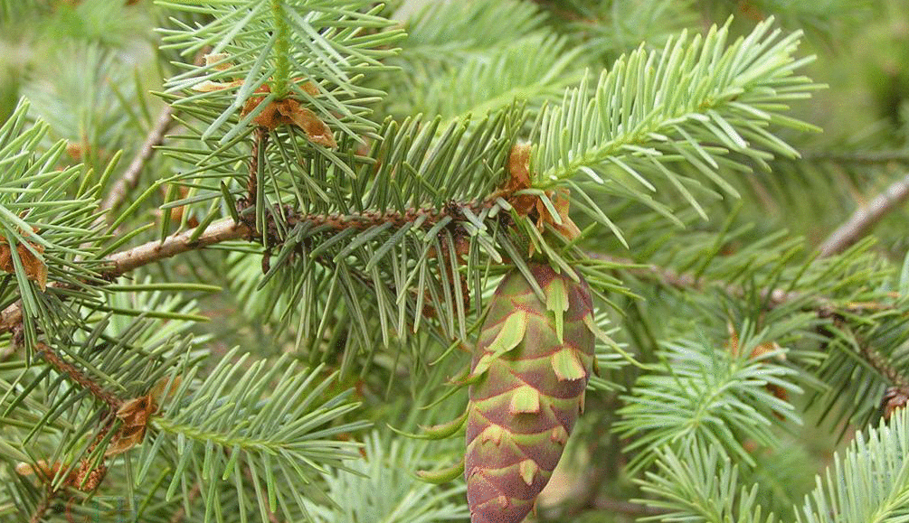 Douglas Fir seed