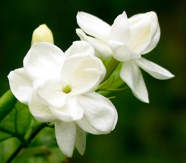 Jasminum sambac seed