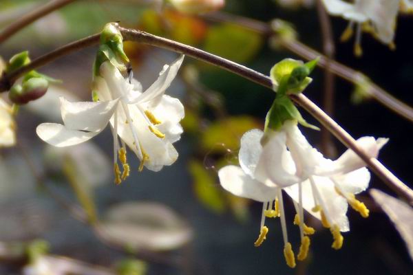 Lonicera fragrantissima seed