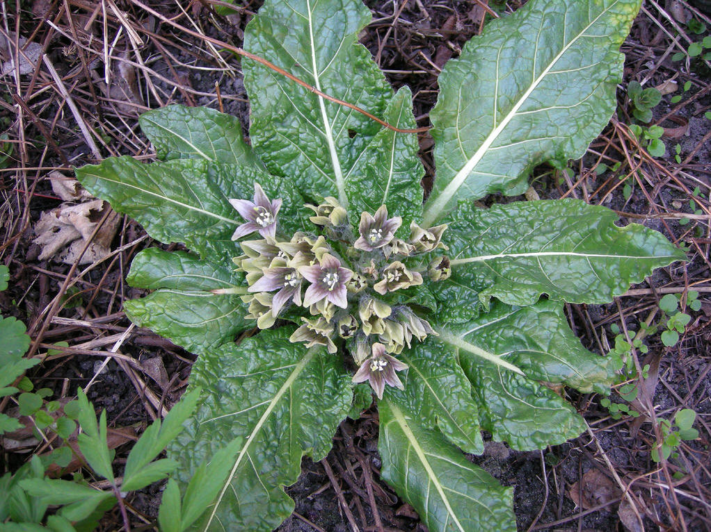 Mandragora officinarum seed