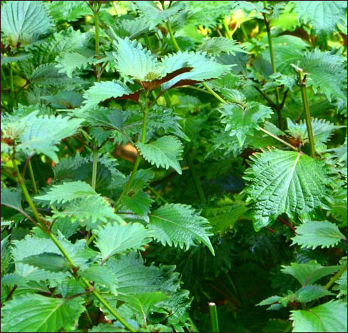 Perilla Shiso seed