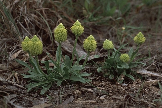 Polygala nana seed