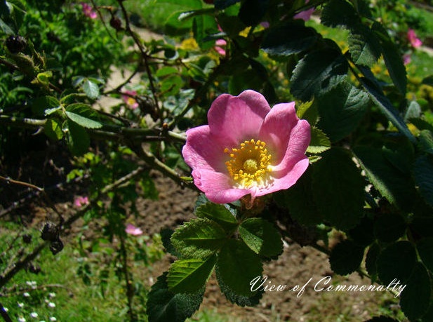 Rosa rubiginosa seed