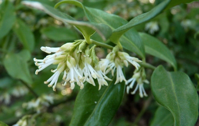 Sarcococca confusa seed
