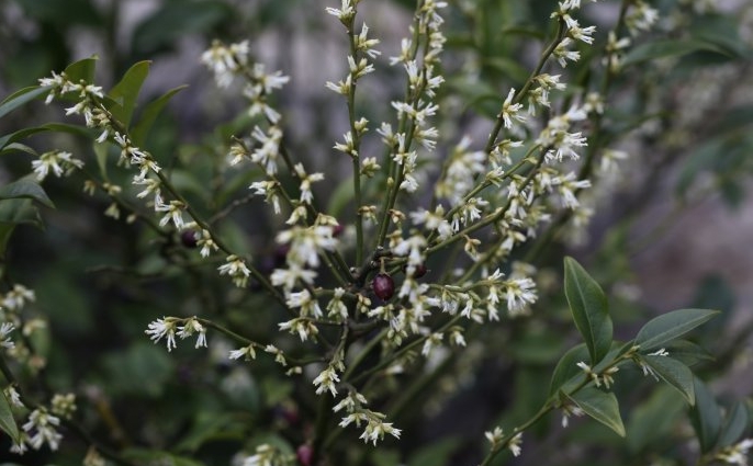 Sarcococca hookeriana seed