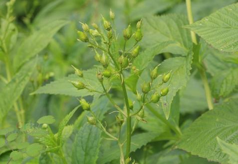 Scrophularia buergeriana seed