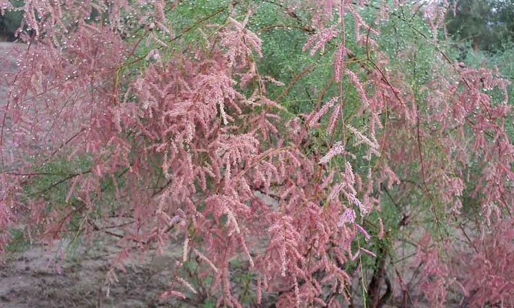 Tamarix gallica seed