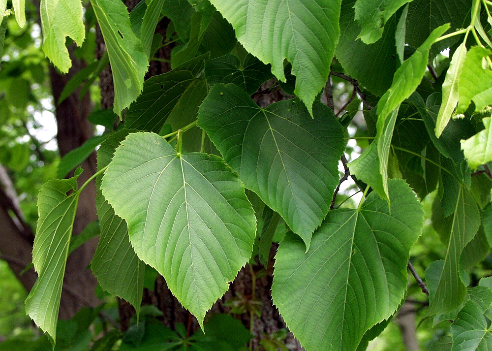 Tilia platyphyllos seed