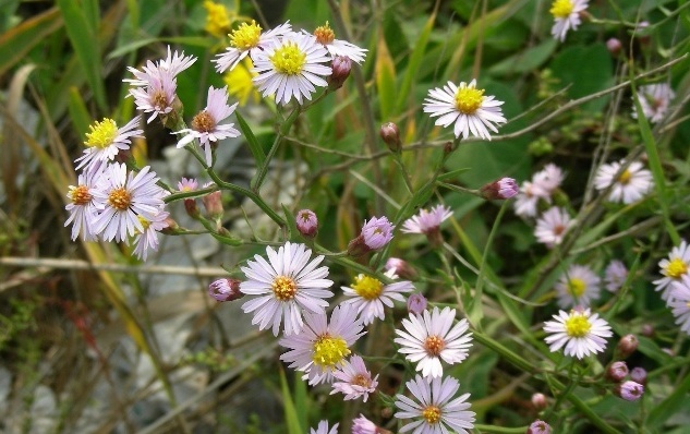 Tripolium pannonicum seed