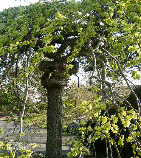 Ulmus pumila seed