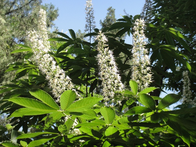 Aesculus parviflora seed