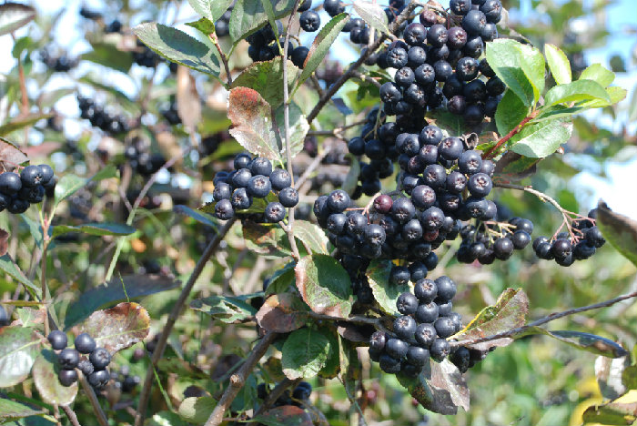 Aronia melanocarpa seed