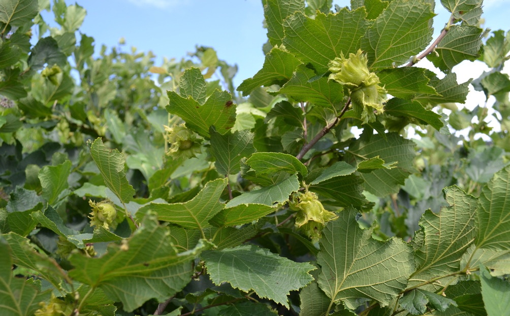 Corylus avellana seed