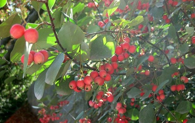 Cotoneaster franchetii seed