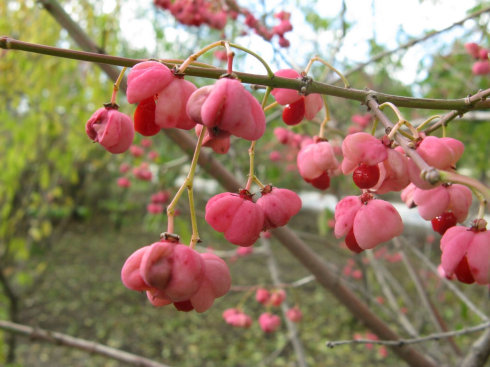 euonymus-latifolia-seed