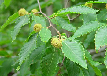 Fagus sylvatica seed