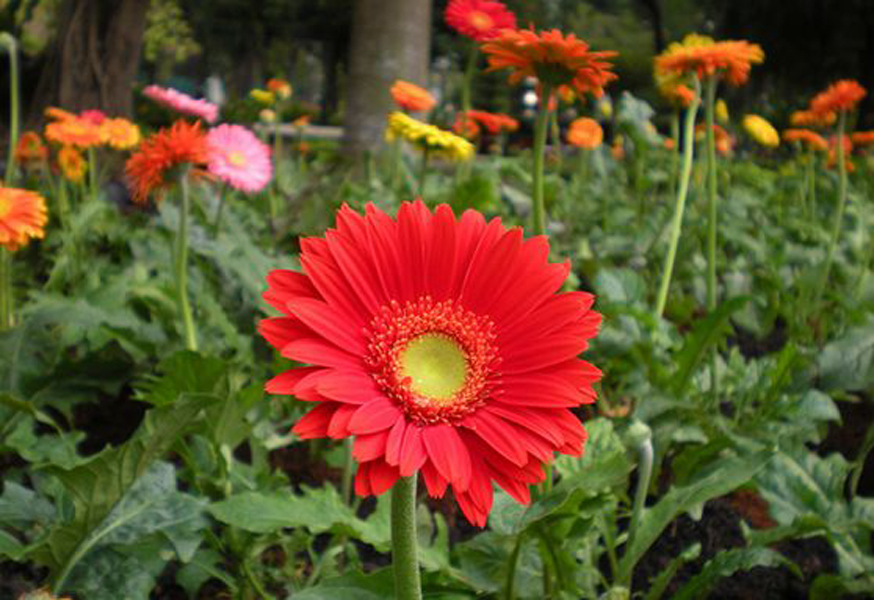 Gerbera jamesonii seed