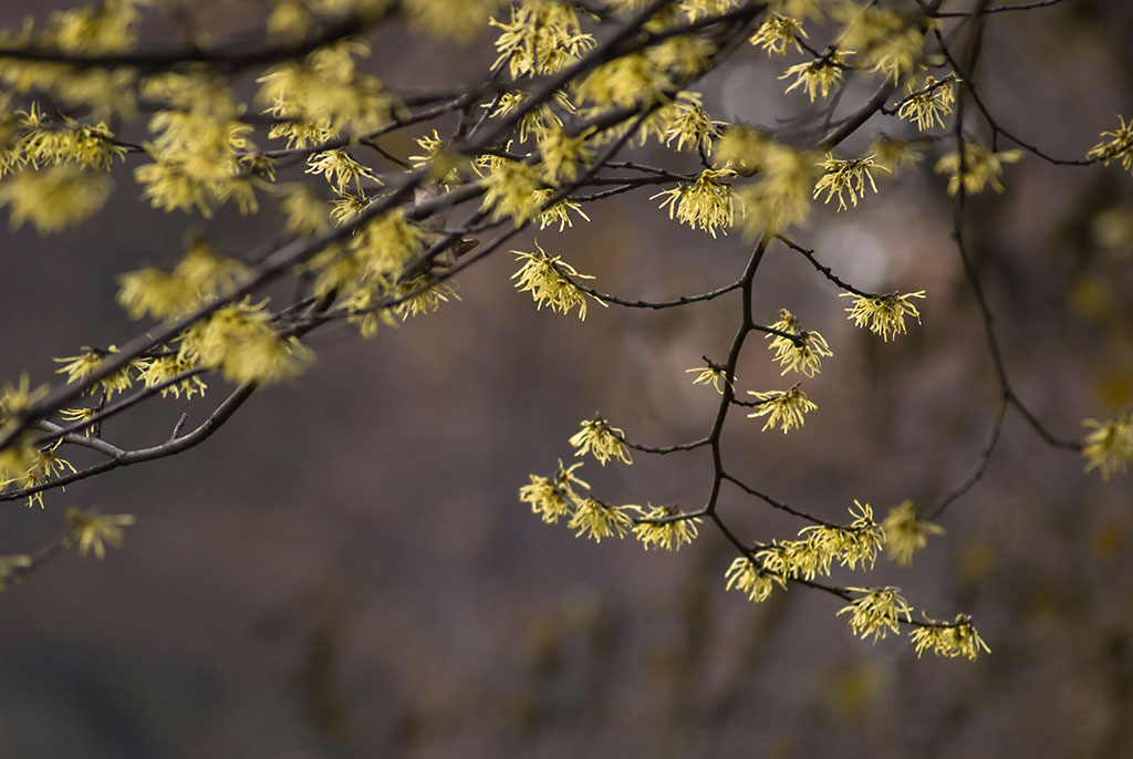 Hamamelis intermedia seed