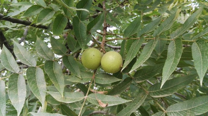 Juglans nigra seed