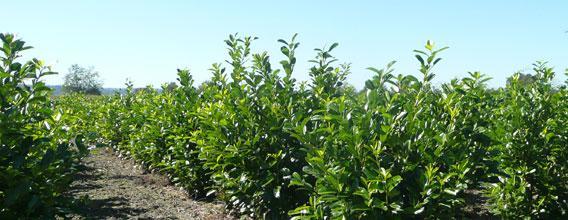 laurelia-sempervirens-seed