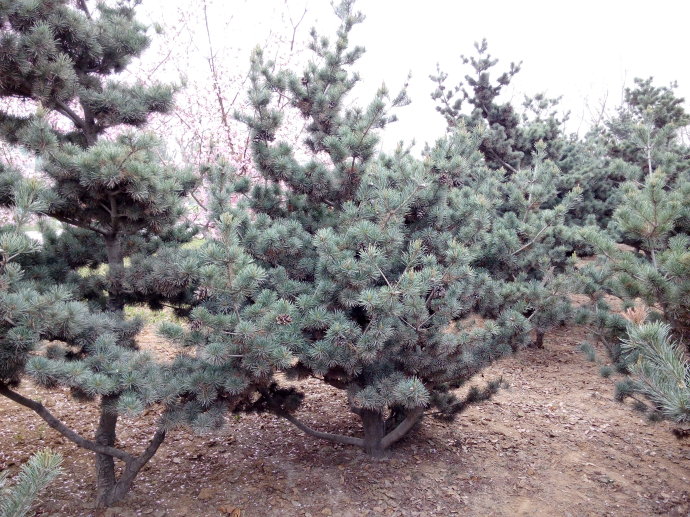 Pinus parviflora seed